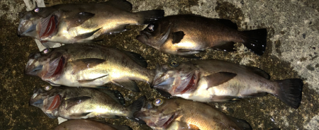 満足爆風メバリング