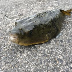 ファミリーフィッシング