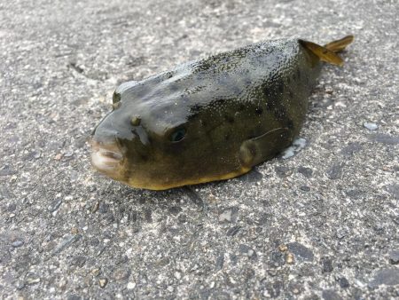 ファミリーフィッシング