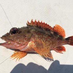 青物不発からのカワハギ