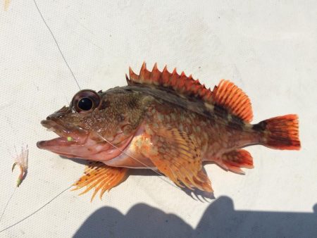 青物不発からのカワハギ