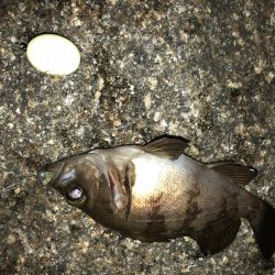 平日メバリング