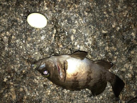 平日メバリング