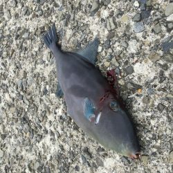 乗っ込み終盤？