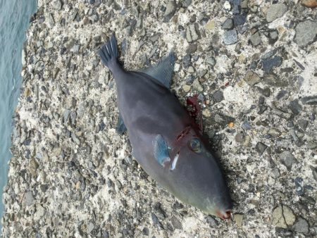 乗っ込み終盤？