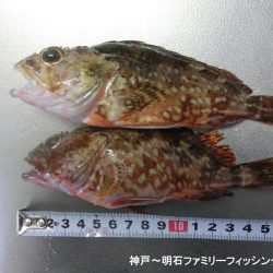 根魚絶好調