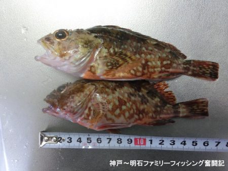 根魚絶好調
