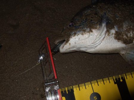 ２０１８ キビレ調査NO、１０