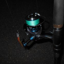 5/16バチ抜け調査。