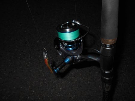 5/16バチ抜け調査。