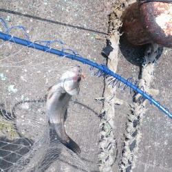 全体的に新子が多いです。