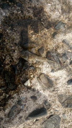 全体的に新子が多いです。