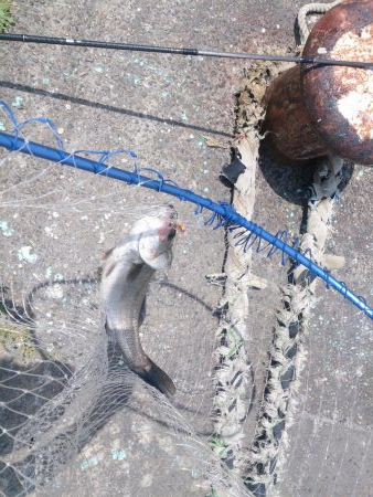 しばらくぶりだよ停泊船ゲーム