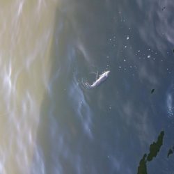 停泊船ゲームで75cm