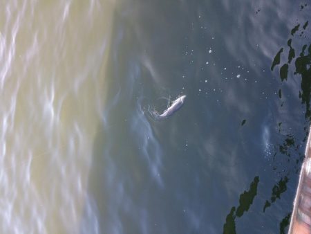 停泊船ゲームで75cm