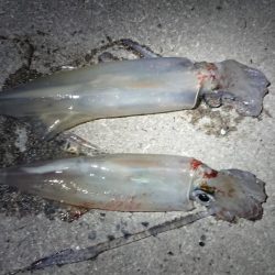 やっと春が来ました