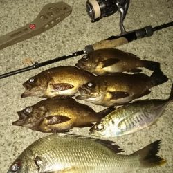 いつもの アジ調査