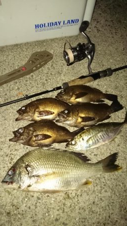 いつもの アジ調査