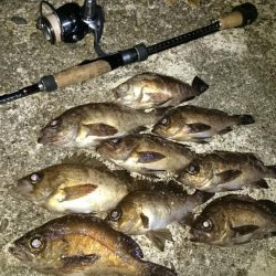 息子と フロートメバル