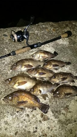 息子と フロートメバル