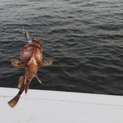 ガシラ16匹  タケノコメバル1匹