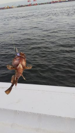 ガシラ16匹  タケノコメバル1匹