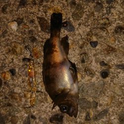 メバルプラッキング