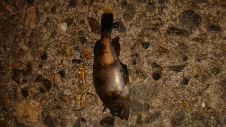 メバルプラッキング