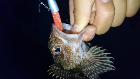 底でガシラ、際でキビレ