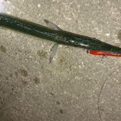 激アツ!大潮バチ抜け