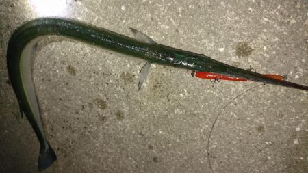 激アツ!大潮バチ抜け