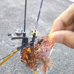 久しぶりのアジング