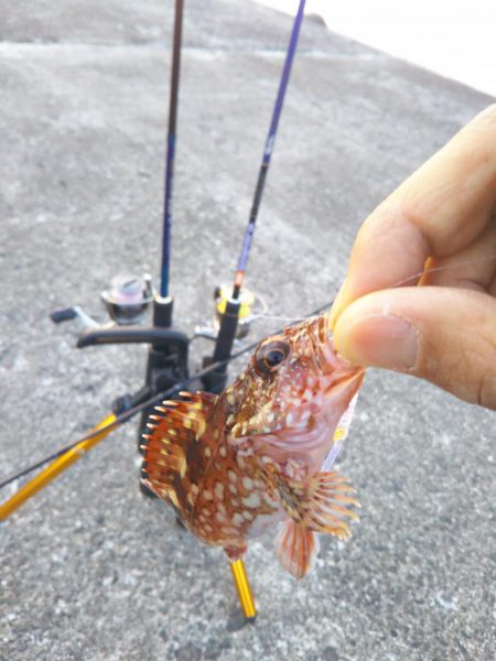 久しぶりのアジング