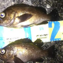 ばらっシング！