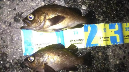 ばらっシング！