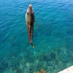 キス開幕してました