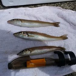 ＧＷラスト釣行