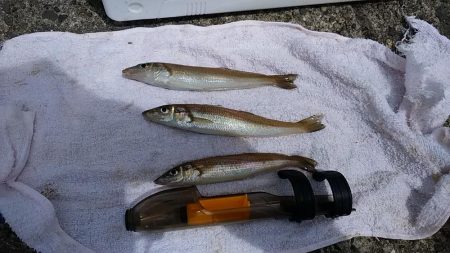 ＧＷラスト釣行