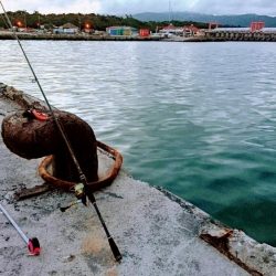 マイポでターポン