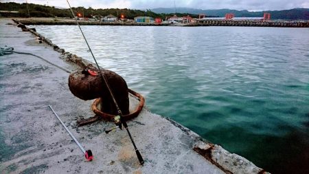 マイポでターポン