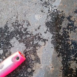 カライワシです。