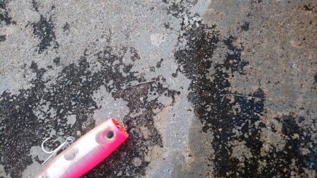 カライワシです。