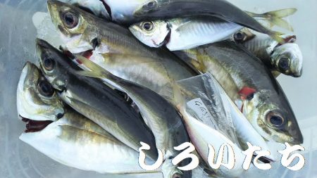 ２日目！キスとアジ。