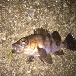 今日もメバリングちびっ子編