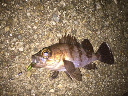 今日もメバリングちびっ子編