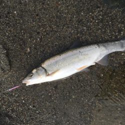 吉野川は最高ダー！