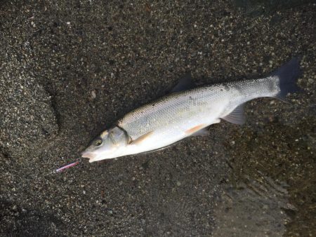 吉野川は最高ダー！