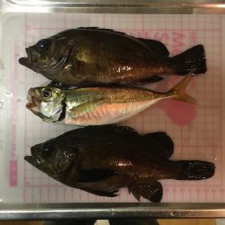 りんくう〜泉大津 メバリング