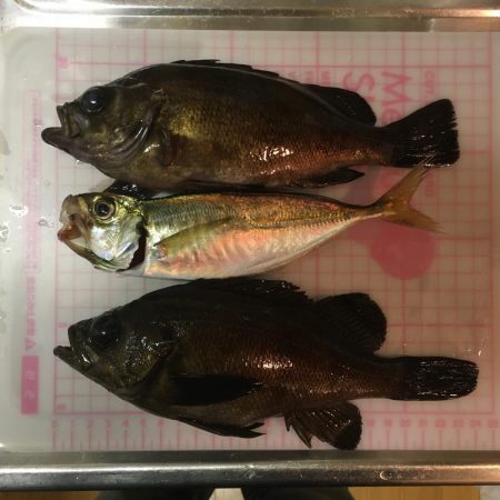 りんくう〜泉大津 メバリング