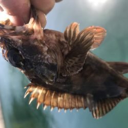 今年はまだまだ時期が早かった